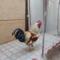 خروس بزرگ ، جهت قربانی