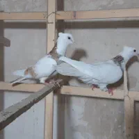 کبوتر طوقی جفت