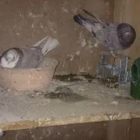 کبوتر|پرنده|آفتاب, |دیوار