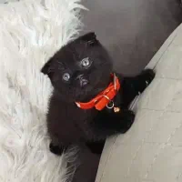 کوچولوهای شیراز کت|گربه|عسلویه, |دیوار