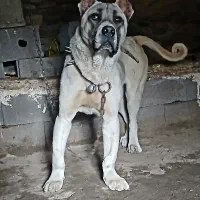 واگذاری سگ سرابی