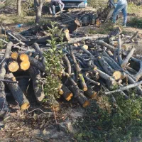 خرید چوب باغات|خدمات باغبانی و درختکاری|چناران, |دیوار