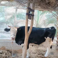 فروش سه راس گاو اصیل خارجی