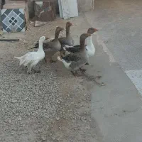 غاز