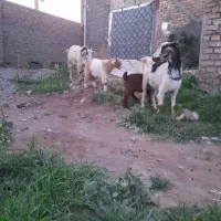 دوراس بزشیرا با سه بزغاله بزرگ