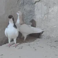 فروشی نرماده یال همچی تمام