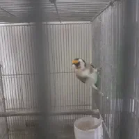 سره بهاره|پرنده|اراک, |دیوار