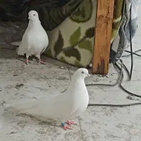 کبوتر چشم قرمز ترکیه ای یک جفت