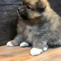 دو تا توله پامر ماده|سگ|زرگرشهر, |دیوار