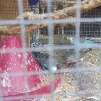 فنچ و مرغ عشق دستی|پرنده|زاهدان, |دیوار