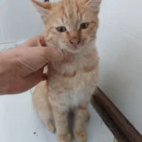 گربه رایگان