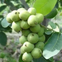 پیش فروش وفروش انواع نهال|عمدهفروشی|پاوه, |دیوار