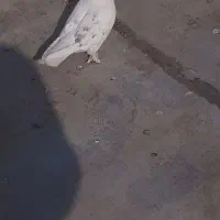 کفتر ماده ، پاپر پرشی..|پرنده|پاکدشت, پاکدشت (مامازند)|دیوار