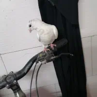 کفتر دم سبز|پرنده|مشهد, بلال|دیوار