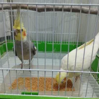 یک جفت عروس ب همراه قفس