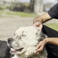 واگذاری قدرجونی نر