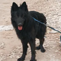 سگ ژرمن بلک نقد و اقساط