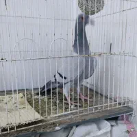 کفتر سبز ایرانی