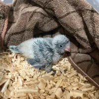 جوجه راهب سرلاکی