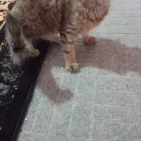 گربه اسکاتیس|گربه|قم, نوقطار|دیوار