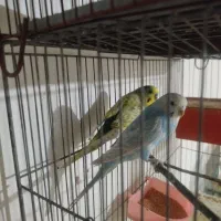 دو جفت مرغ عشق رو تخم