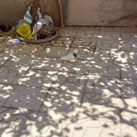 کبوتر طوقی