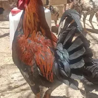 تخم مرغ محلی|حیوانات مزرعه|زاهدان, |دیوار