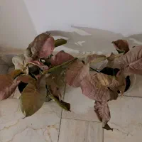 انواع گل آپارتمانی و طبیعی|گل و گیاه طبیعی|کرمانشاه, |دیوار