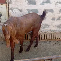 نری پاکستانی و الپاین|حیوانات مزرعه|میبد, |دیوار