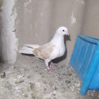 کبوتر