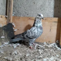 کبوتران فروشی