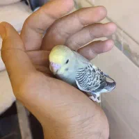 مرغ عشق|پرنده|صدرا-فارس, فاز ۲|دیوار