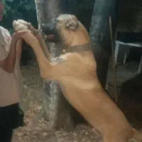 توله سرابی|سگ|شیراز, قصرالدشت|دیوار