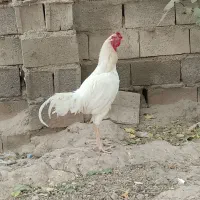 خروس لاری
