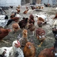 جوجه محلی، جوجه خروس، جوجه گلپایگانی|حیوانات مزرعه|رامیان, |دیوار