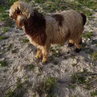 بره چاق تمیز ۶۵۰