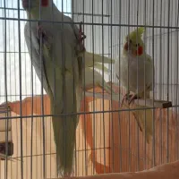 عروس هلندی|پرنده|اردبیل, |دیوار