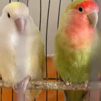 طوطی کوتوله برزیلی