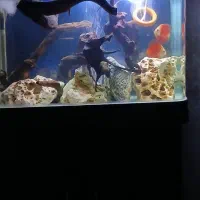 اکواریوم ماهیران کامل باماهی|ماهی|وحیدیه, |دیوار