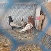 کبوتر کفتر|پرنده|شیراز, کوشک بیدک|دیوار