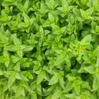 نعناع|گل و گیاه طبیعی|شیروان (خراسان), |دیوار