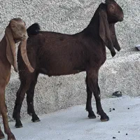 بز کاموری