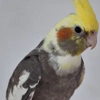 عروس هلندی نر