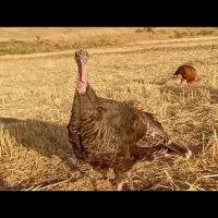 فروش بوقلمون محلی 300عدد کاملا محلی