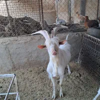 چپش سانن یک|حیوانات مزرعه|اردکان, |دیوار