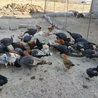 بوقلمون ماده جوان