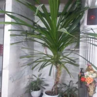 گل پاندانوس|گل و گیاه طبیعی|کرمانشاه, |دیوار