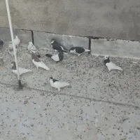 کبوتررنگی|پرنده|الوند, |دیوار