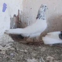 گمشده|حیوانات|مسجد سلیمان, |دیوار