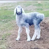گوسفند زنده